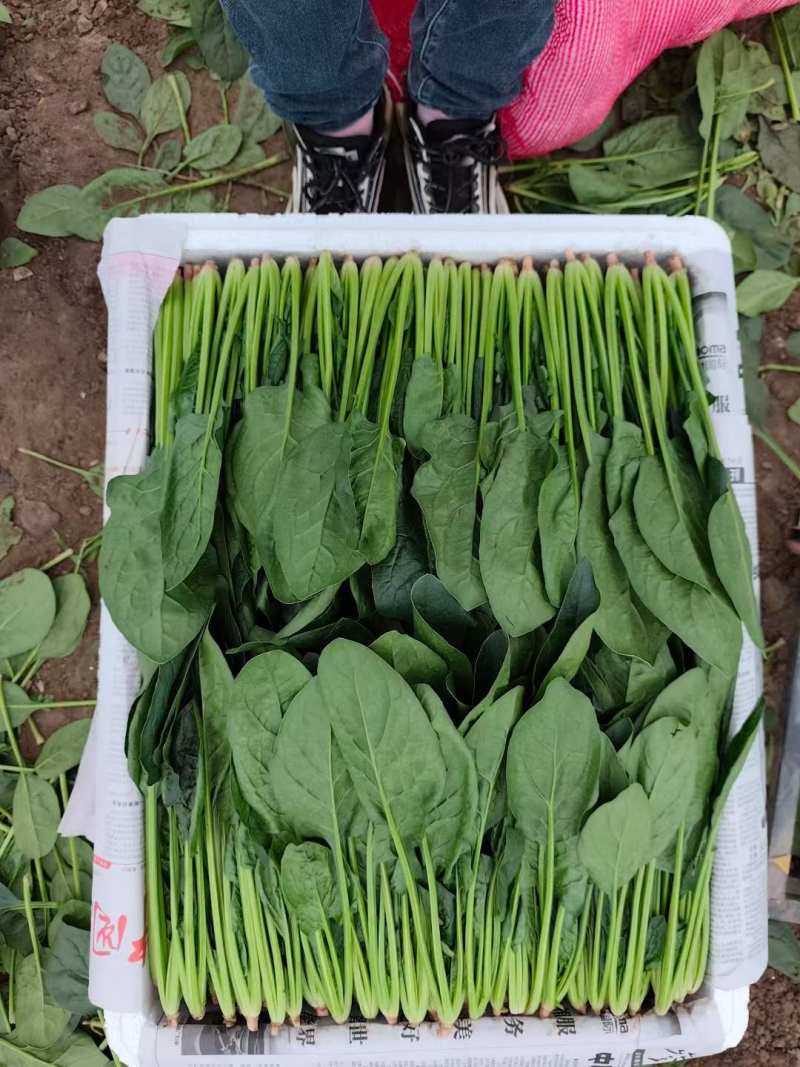 内蒙小叶菠菜/大小叶各种规格都有，产地大量上货