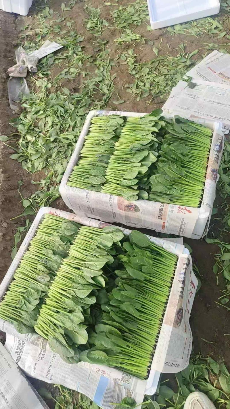 {推荐}小叶菠菜，鲁蒙菠菜，量大从优。欢迎来电。