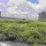 油莱籽