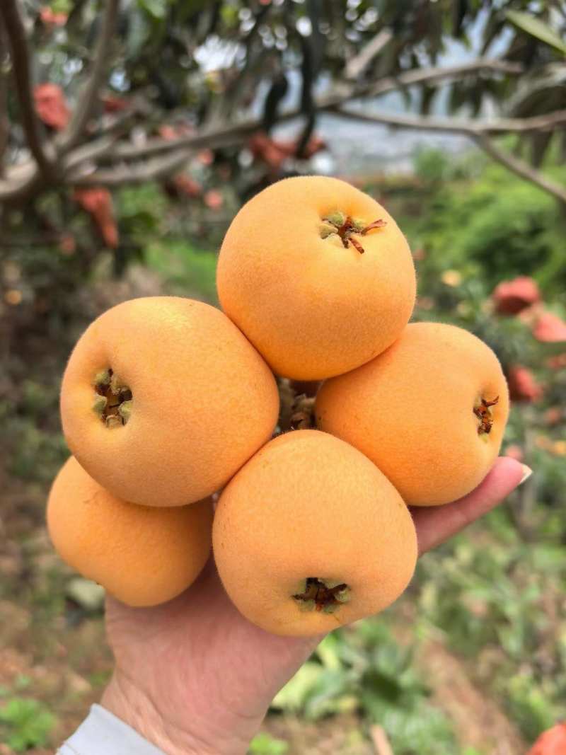 枇杷