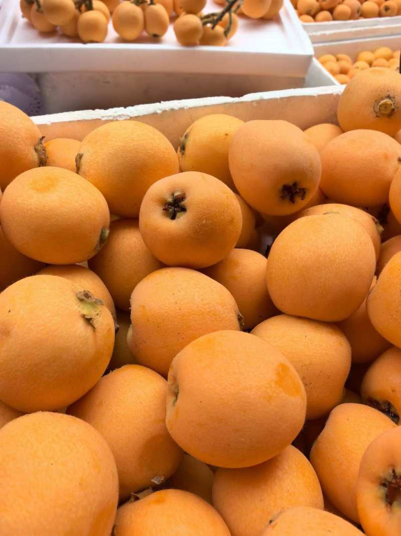 枇杷