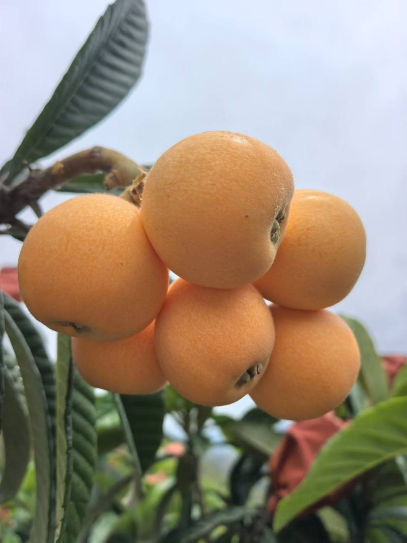 枇杷