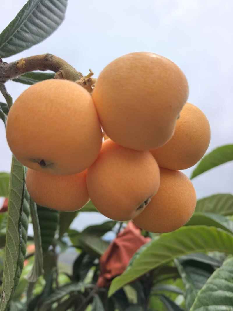 枇杷