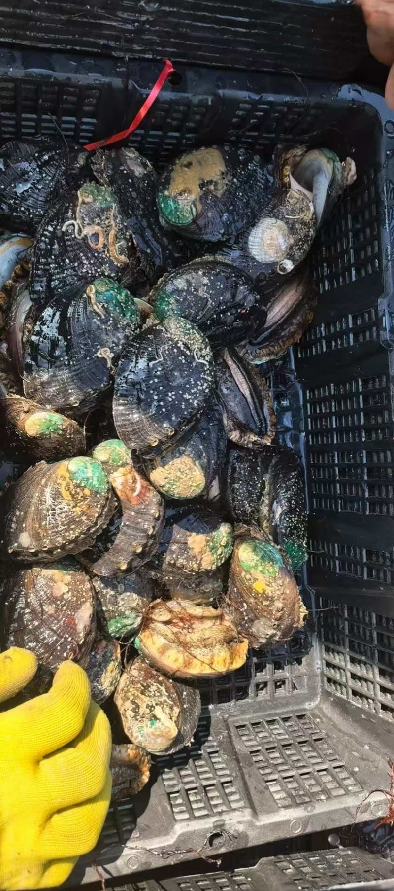 大鲍鱼质量稳定，重量好