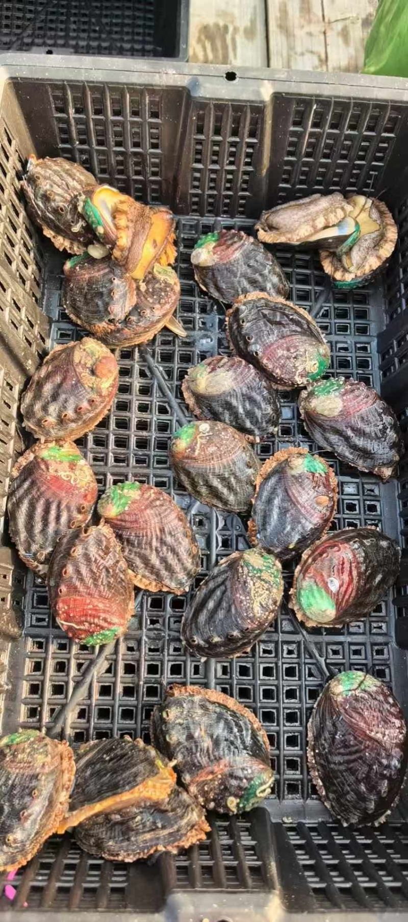 大鲍鱼质量稳定，重量好