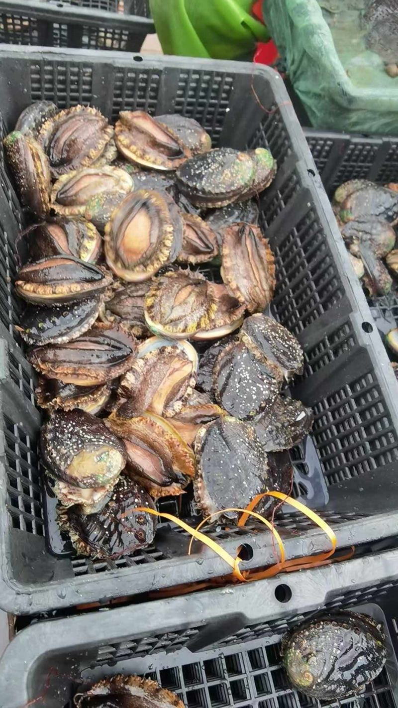 大鲍鱼质量稳定，重量好