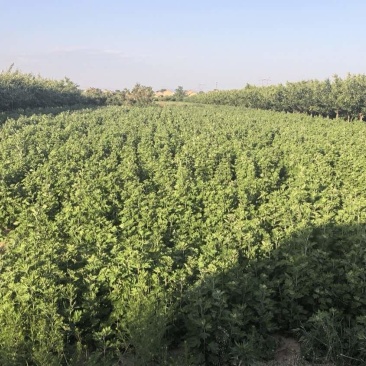 预售端午节新鲜艾草，欢迎各位老板合作洽谈