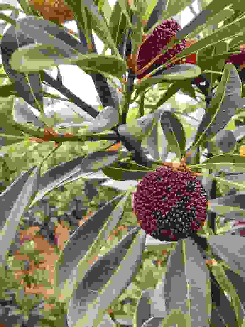 云南高山杨梅