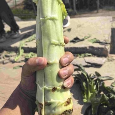 精品莴笋大量有货