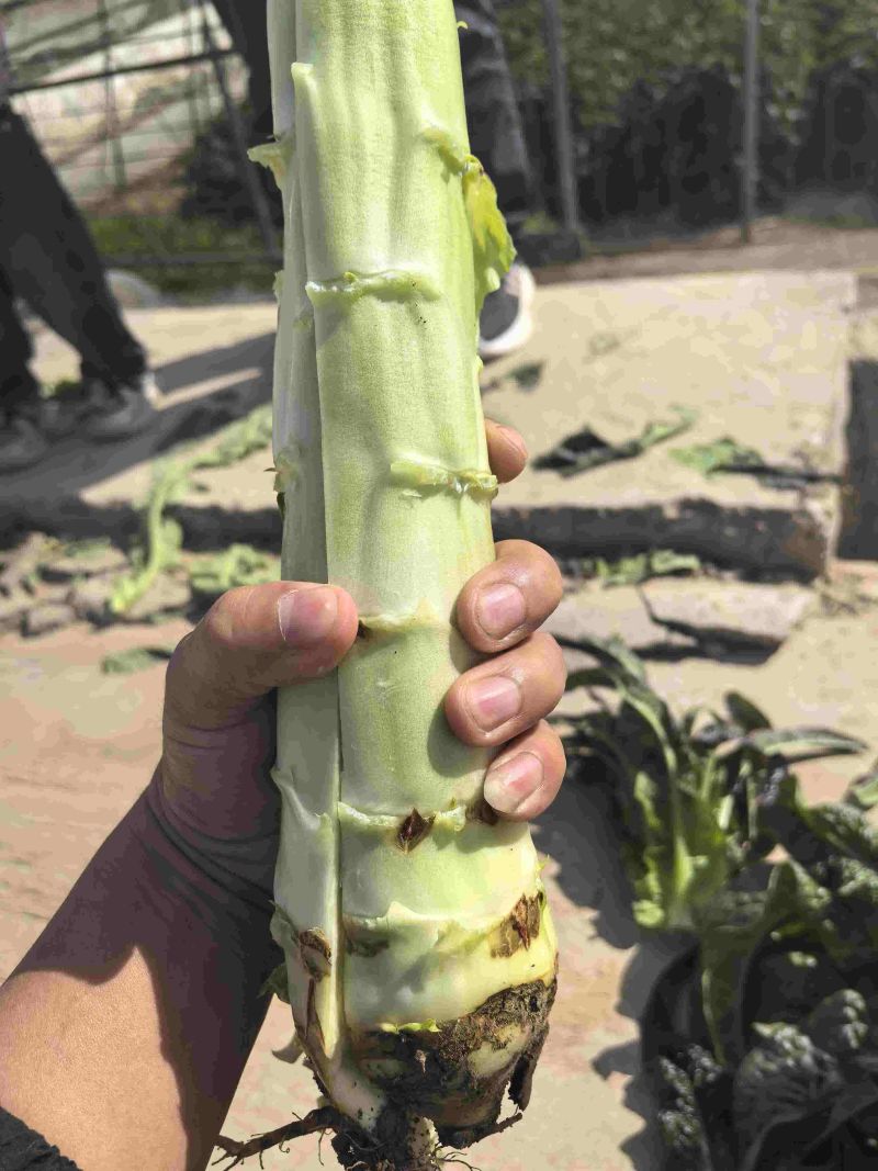精品莴笋大量有货