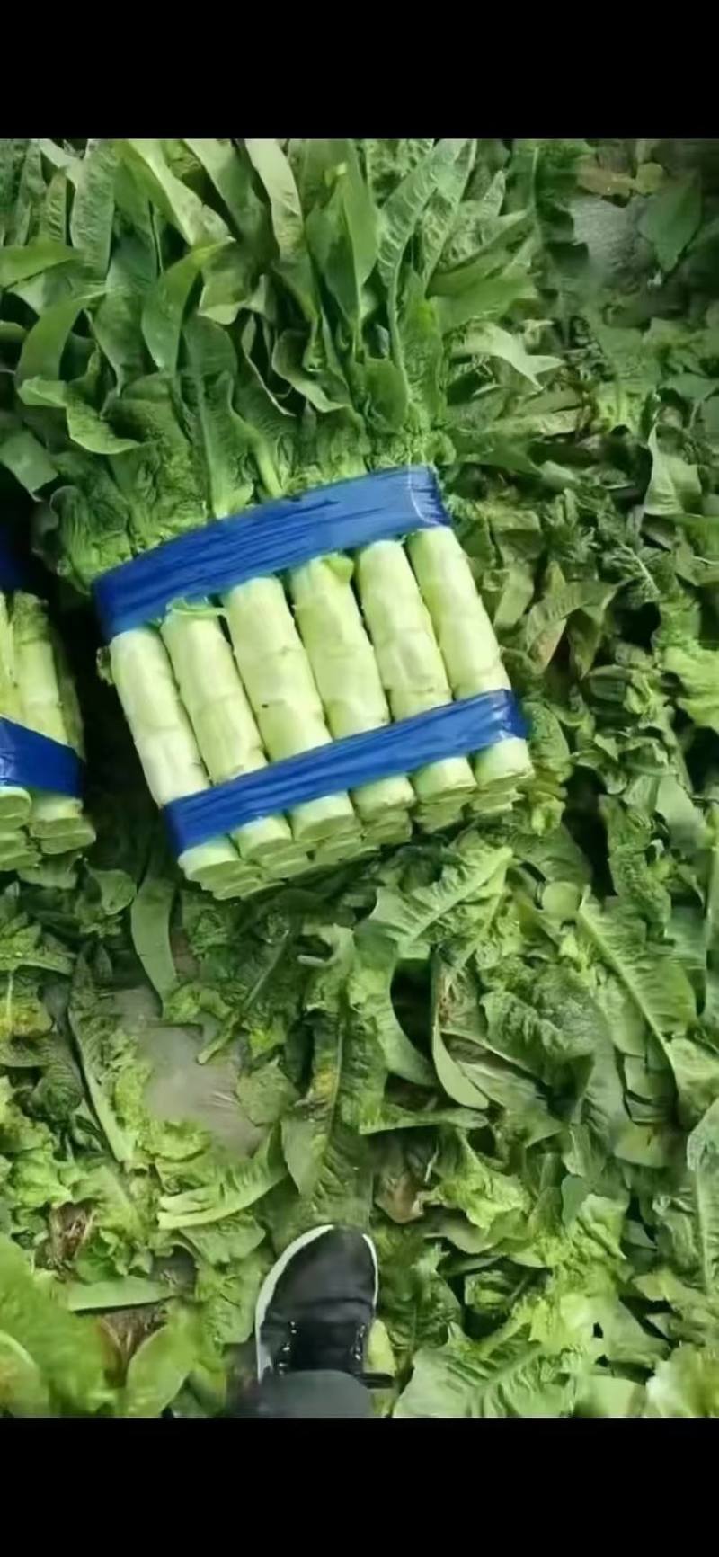 精品莴笋大量有货