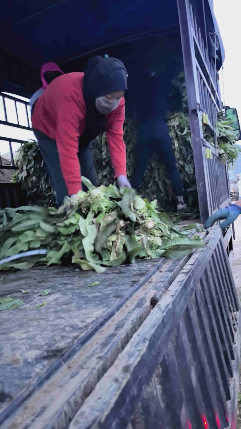 精品莴笋大量有货