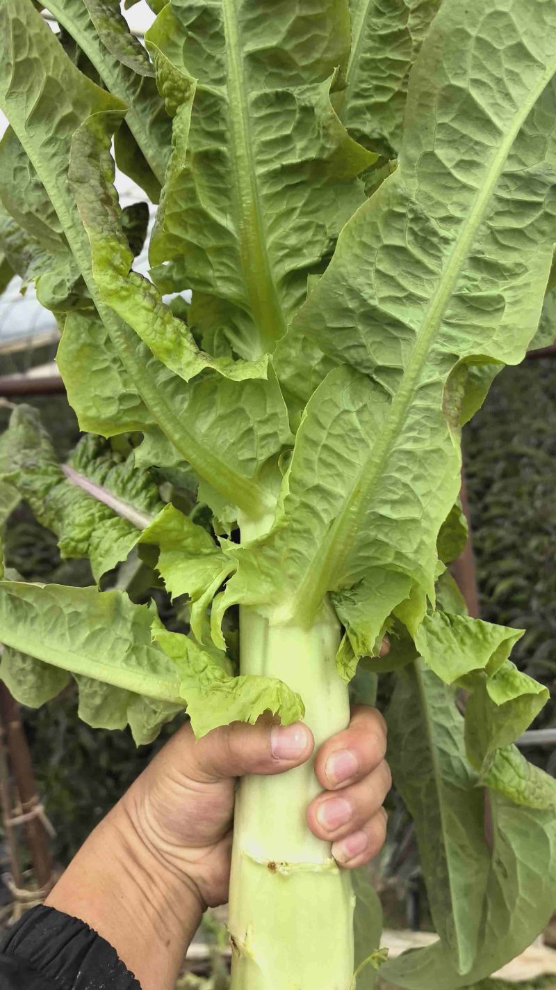 精品莴笋大量有货