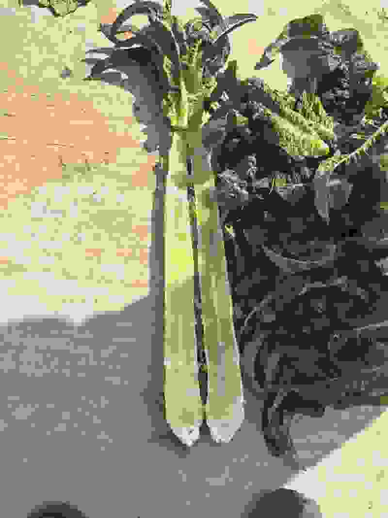 精品莴笋大量有货