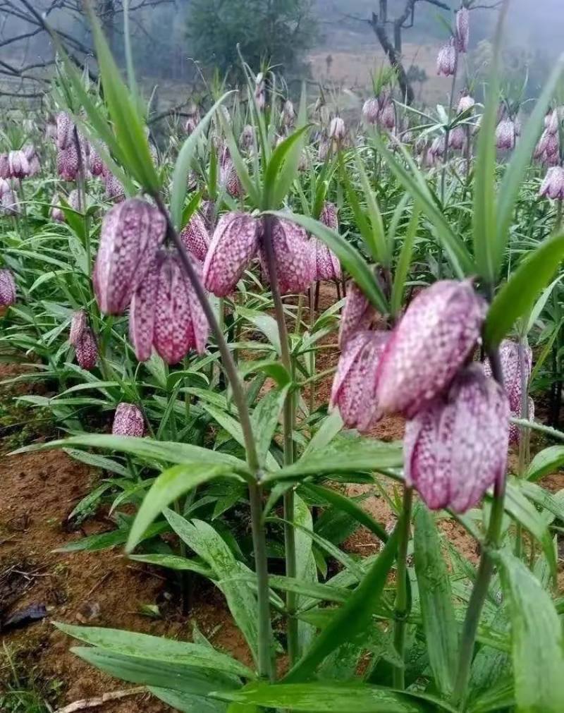 北贝种植