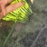 精品头刀大叶休眠头刀
