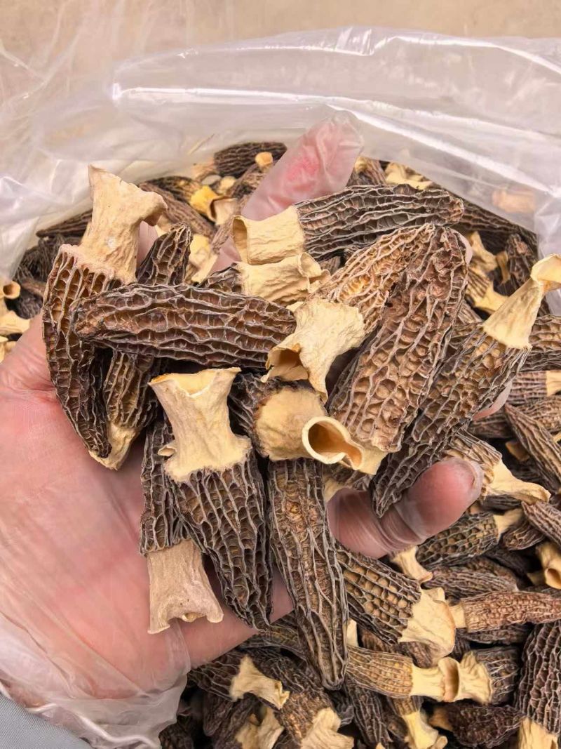羊肚菌