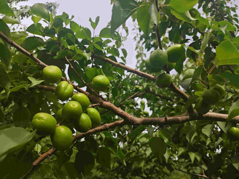 新疆轮台小白杏