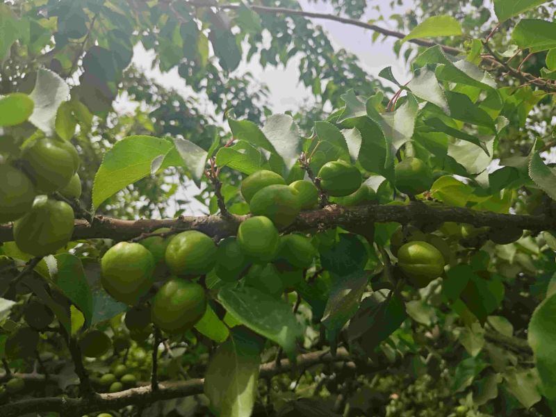 新疆轮台小白杏
