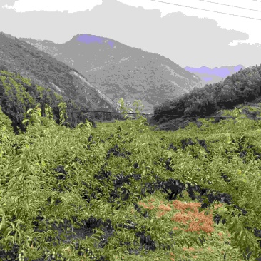 脆红李