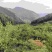脆红李