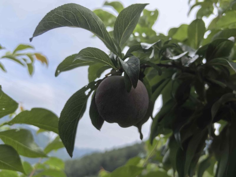 脆红李