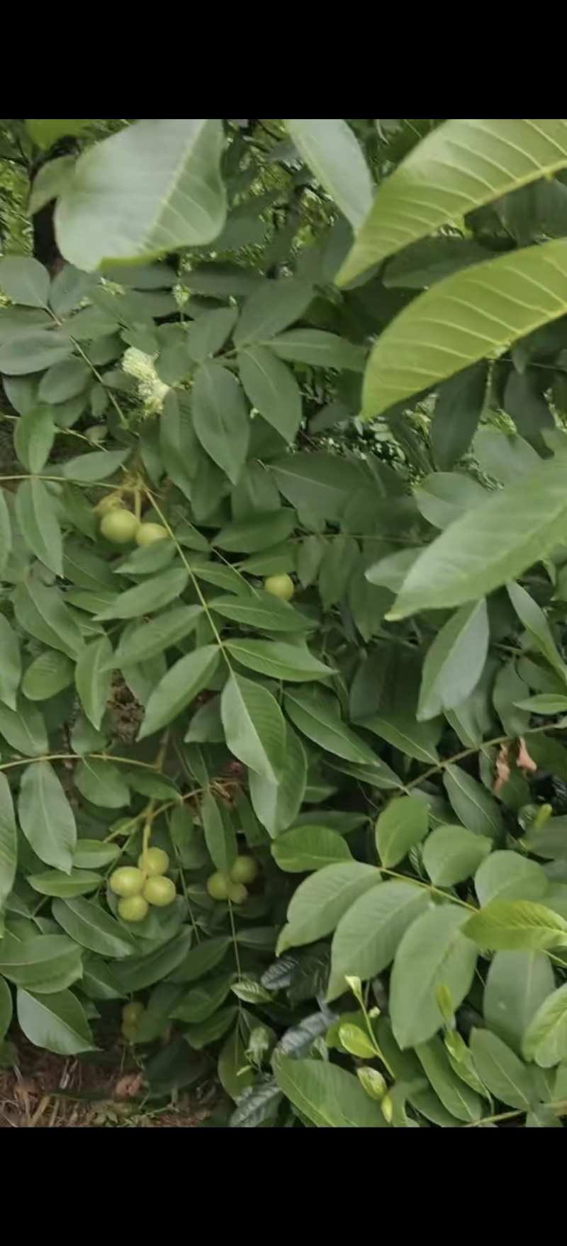 大优鲜核桃