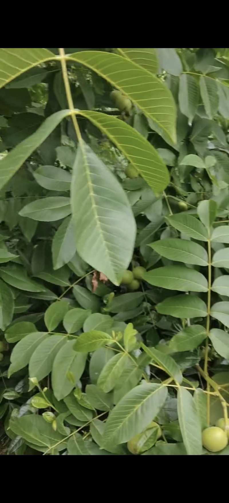 大优鲜核桃