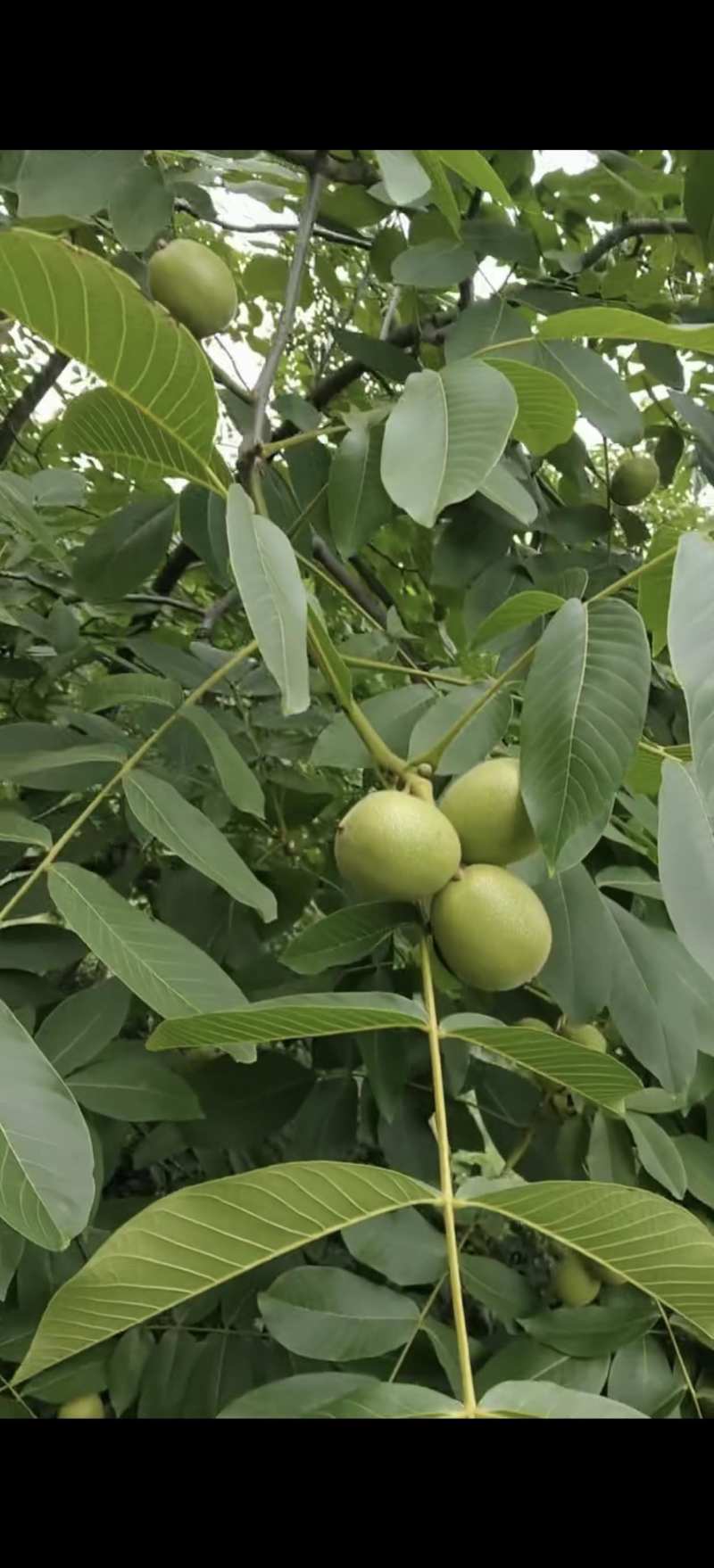 大优鲜核桃