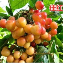 河北蓟州区樱桃园直发佳红樱桃2026新鲜上市畅销中