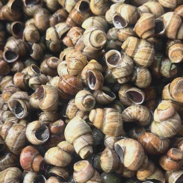 蚂蝗螺钓鱼螺食用螺