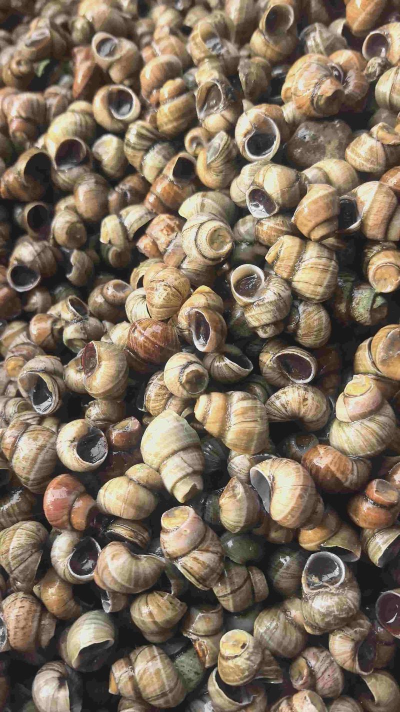 蚂蝗螺钓鱼螺食用螺