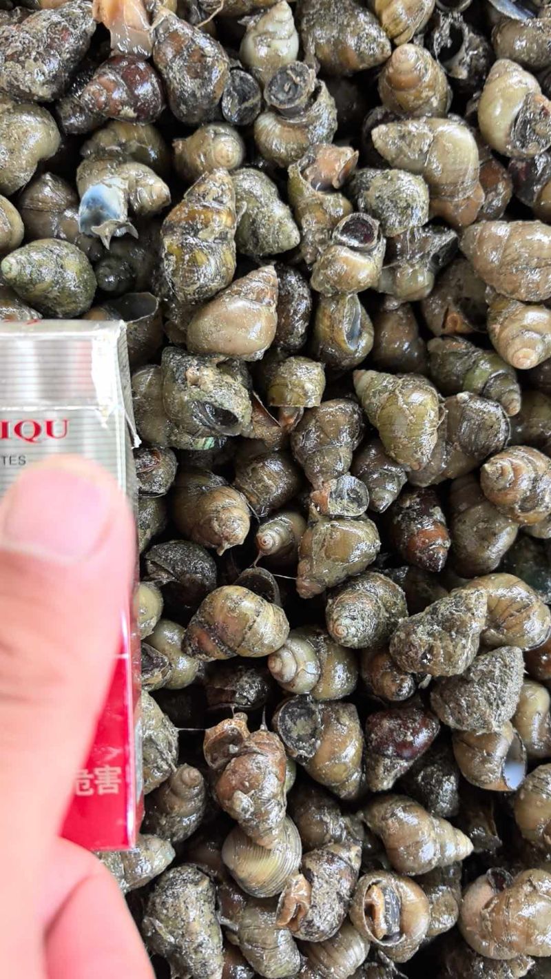 蚂蝗螺钓鱼螺食用螺
