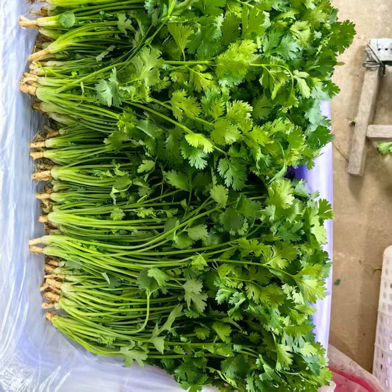 唐山铁杆青香菜