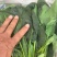 【精品】大叶菠菜河北菠菜大量供应可视频看货选货