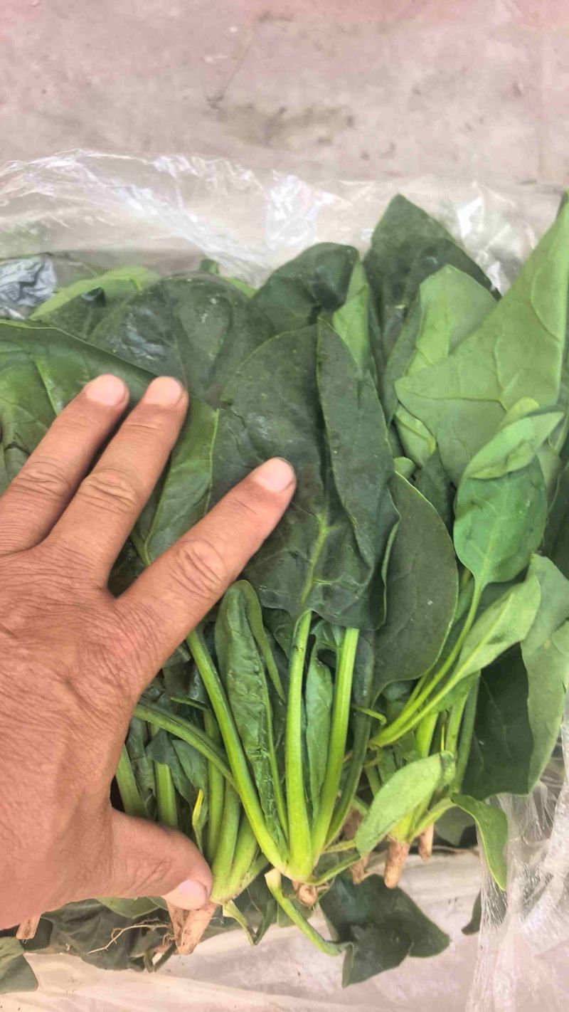 【精品】大叶菠菜河北菠菜大量供应可视频看货选货