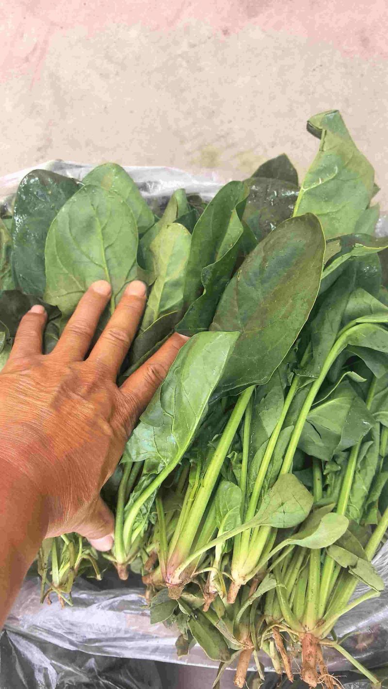 【精品】大叶菠菜河北菠菜大量供应可视频看货选货