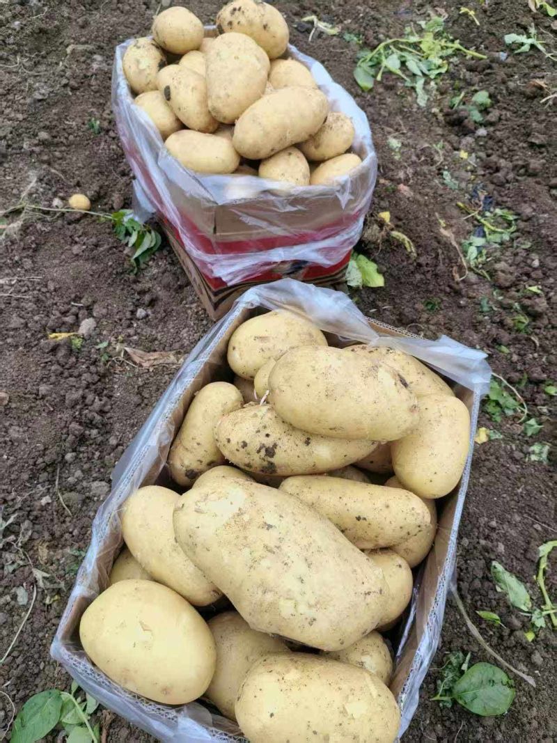 沃土5号，黄心土豆，大朋三膜，上市了，体形好，无青头