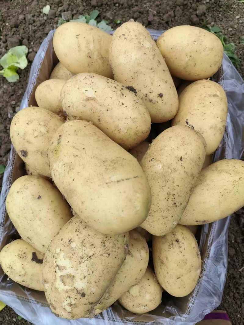 沃土5号，黄心土豆，大朋三膜，上市了，体形好，无青头