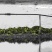 自家鱼塘、田间大量水青苔、水苔现货！鲜青苔、干水苔都有。