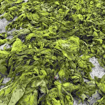 自家鱼塘、田间大量水青苔、水苔现货！鲜青苔、干水苔都有。
