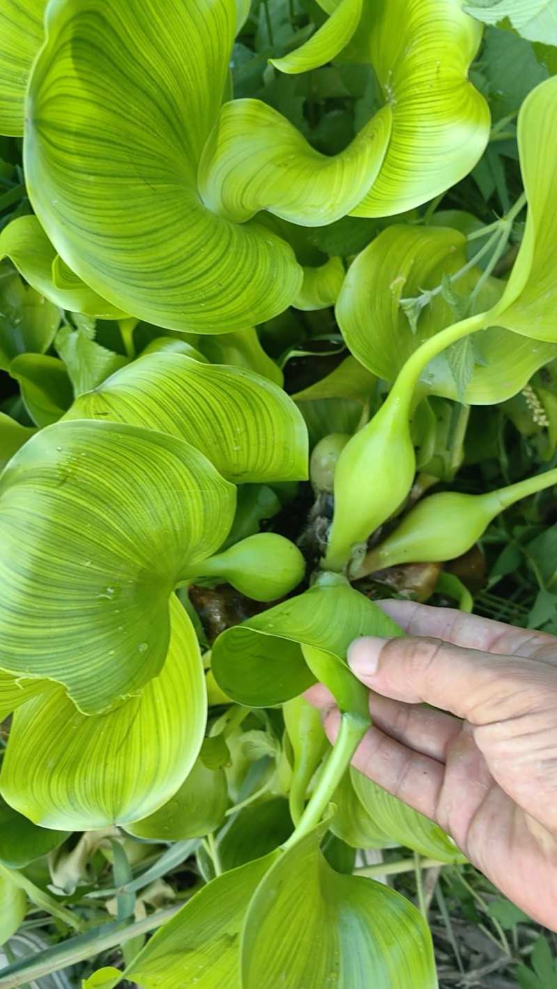 水葫芦
