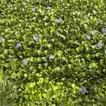 水葫芦