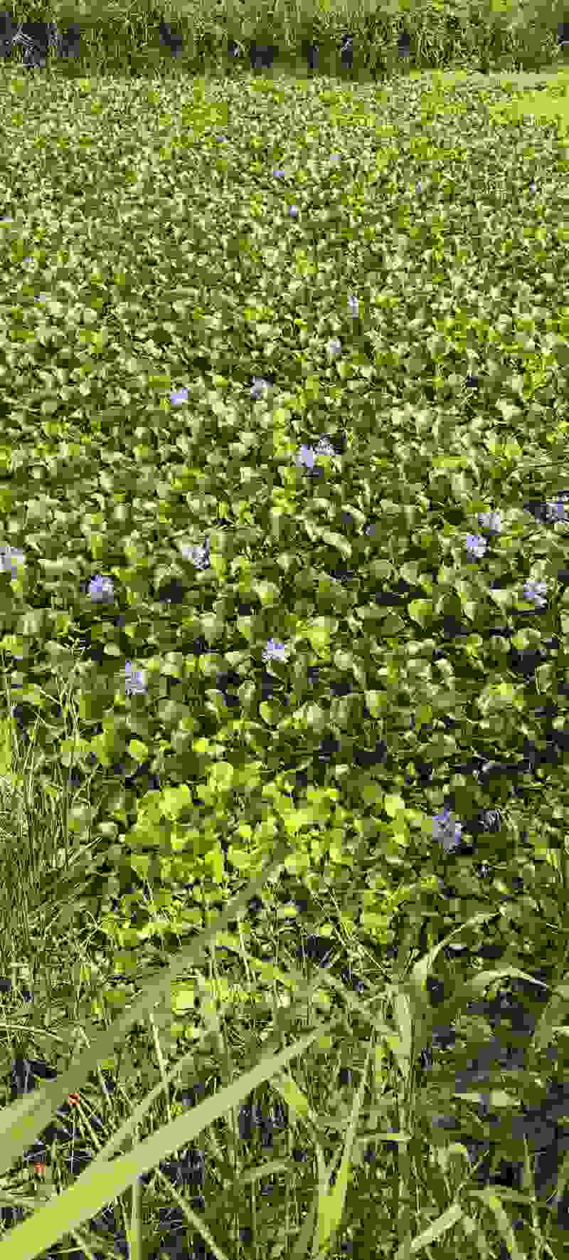 水葫芦