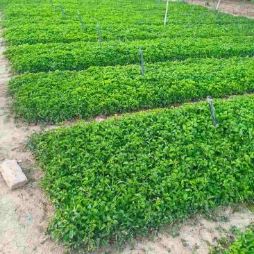 三叶委陵菜，小皮桶量大质量好。