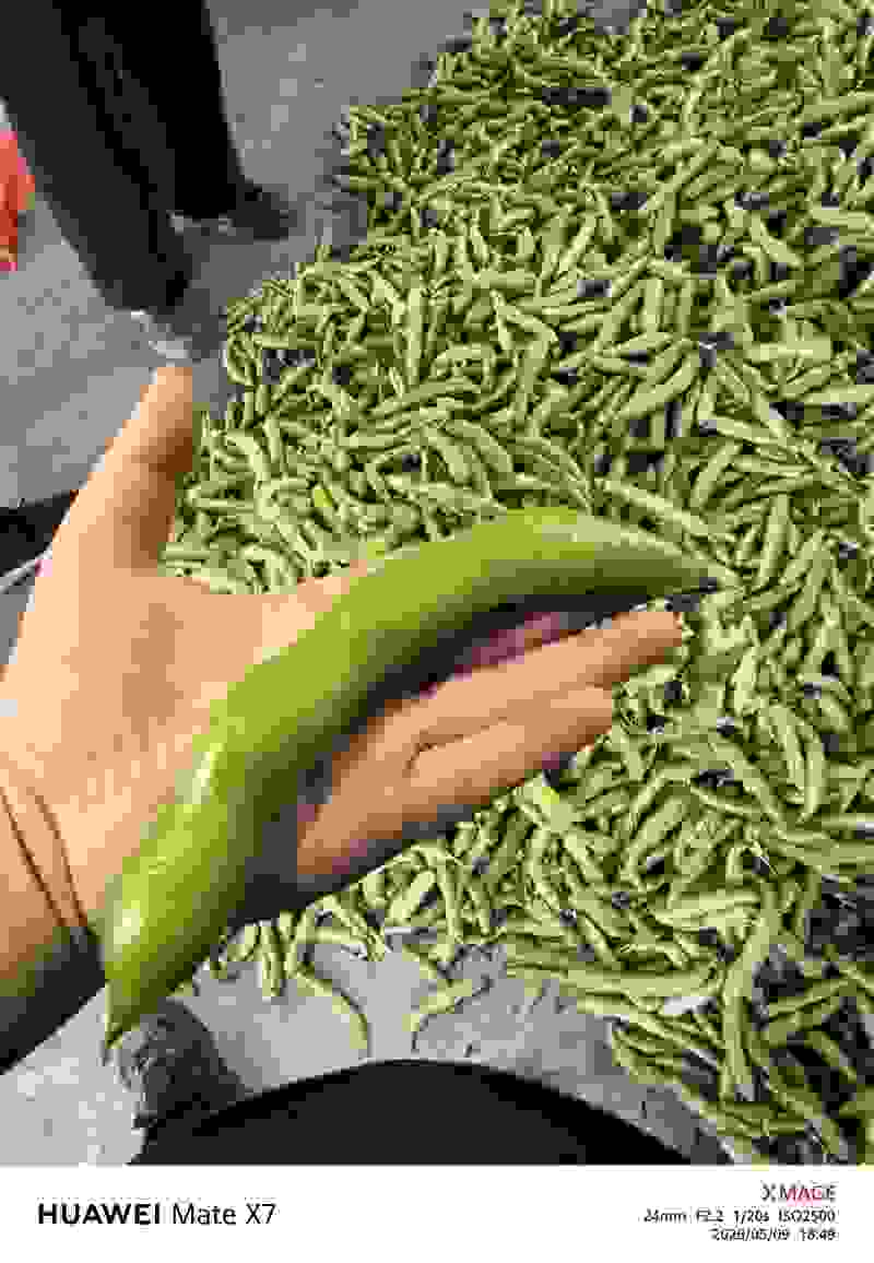 江苏盐城精品蚕豆大量上市产地直发欢迎新老朋友前来订购