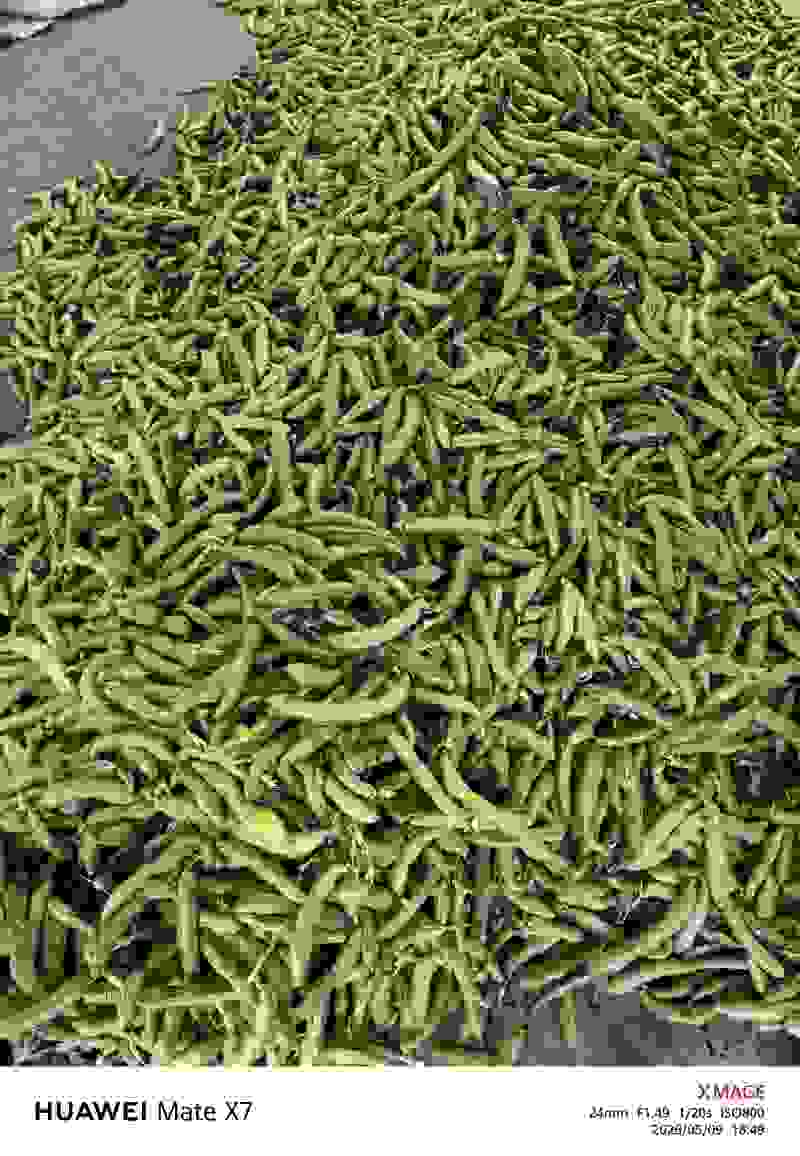 江苏盐城精品蚕豆大量上市产地直发欢迎新老朋友前来订购