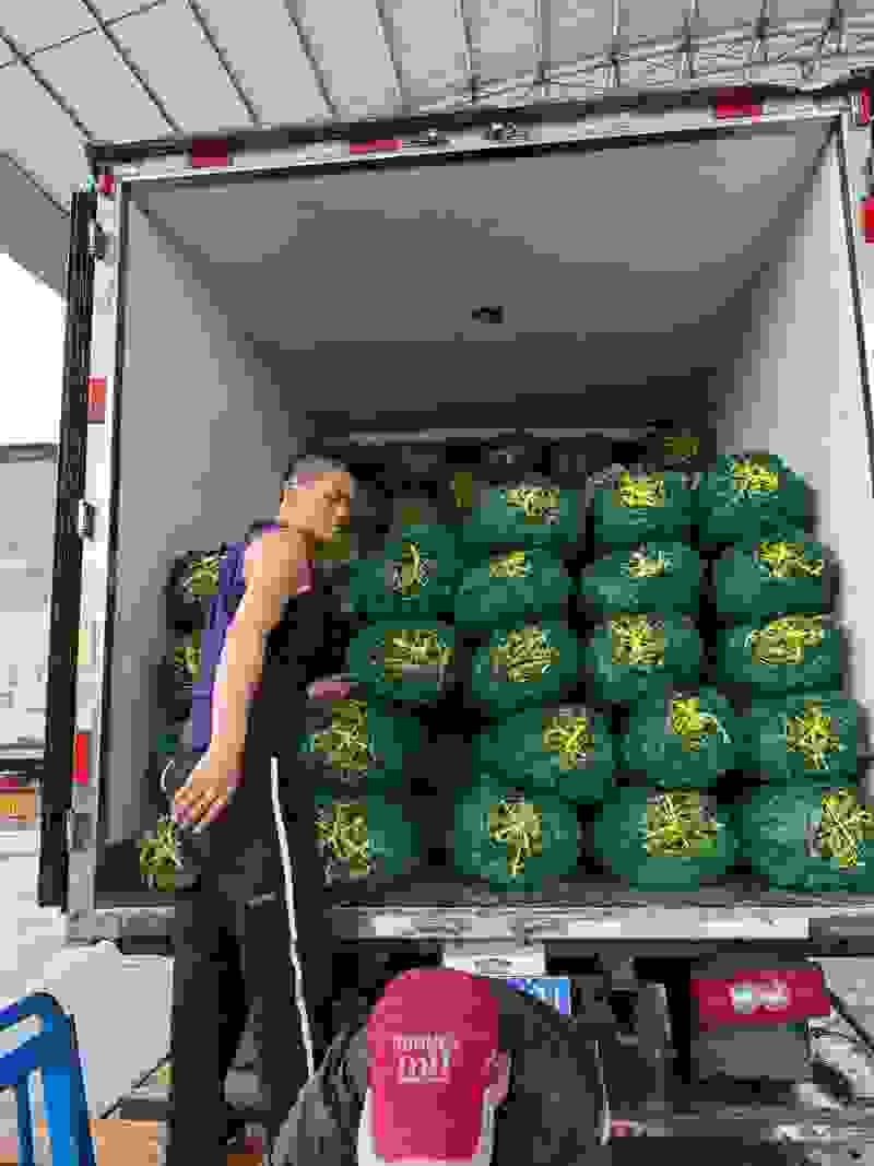 江苏盐城精品蚕豆大量上市产地直发欢迎新老朋友前来订购