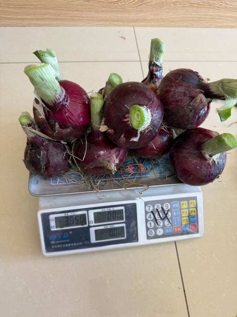 平度水果紫皮圆葱上市