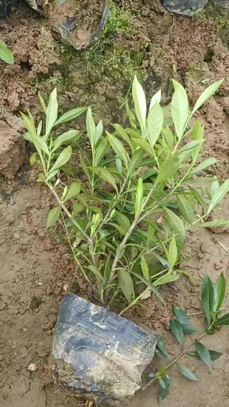 小叶栀子花